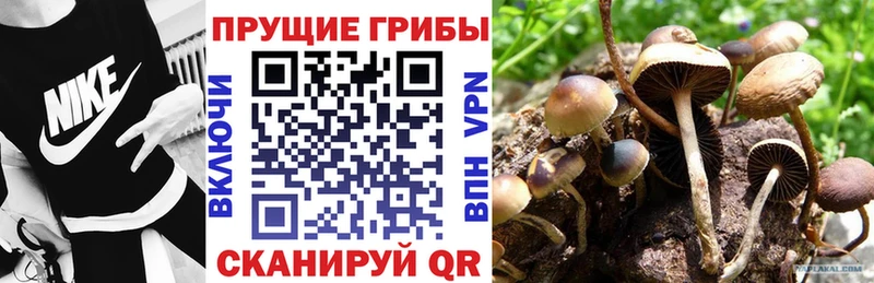 продажа наркотиков Ессентуки omg Псилоцибиновые грибы Psilocybe